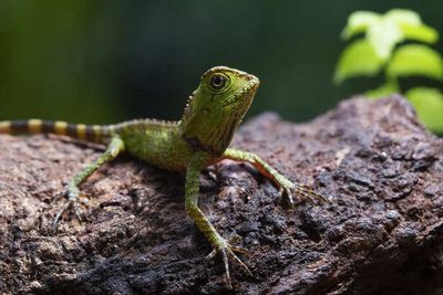 Ancient Animal Breeds That Survived Thousands of Year