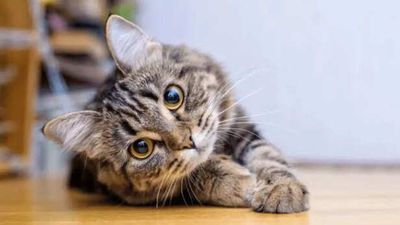 Can Pets Sense When You’re Crying? The Science Behind It Might Surprise You