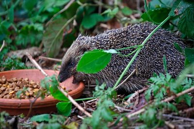 Experts issue hedgehog warning as critters return from hibernation