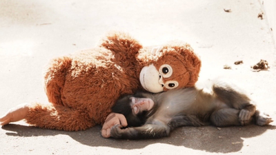 Why Is Punch the Monkey Being Bullied? Viral Baby Macaque's Heartbreaking Story Explained