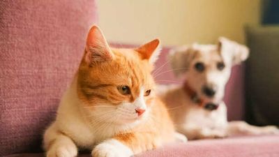 Do Pets Choose Their Favourite Person In The House? Here’s The Truth