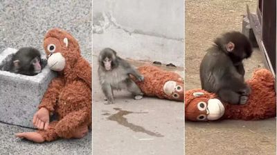 Bullied baby monkey 'Punch' slowly makes new friends, still won’t let go of plush toy