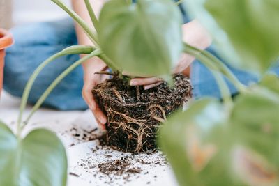 Experts Say This “Zero-Waste” Garden Hack Is Spreading Root Rot