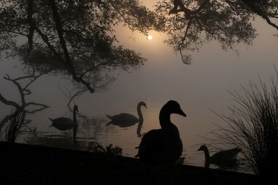 Dozens of dead swans found in London spark fears of bird flu outbreak