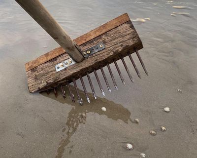 Country diary: Foraging for cockles feeling alive alive-o