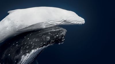 Rare 1-in-40,000 white humpback whale calf photographed for the first time in Tonga wins prestigious nature photo competition