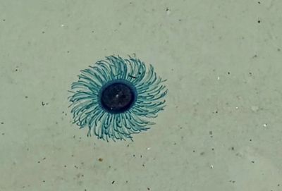 Blue button jellyfish close Similan beach to swimmers