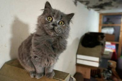 3 Dangerous Foods You Should Never Feed Your Cat