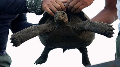 Giant tortoises are returning to this Galápagos island nearly 150 years after they went extinct