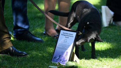Furry and feathered heroes awarded for military service