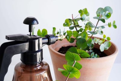 Are you overwatering your houseplants?