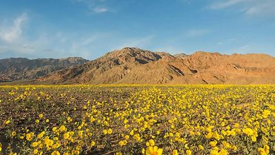 Is the hottest place on Earth blooming? Wildflowers bloom in California’s Death Valley after record winter rains in 2026