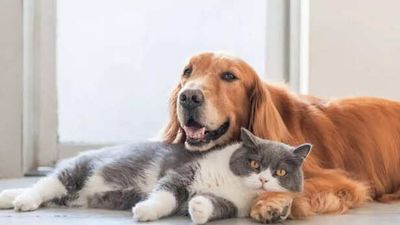 Dog vs Cat: Who understands humans better?