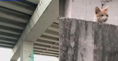 City Comes Together to Save Cat Stuck on Metro Pillar for 14 Days