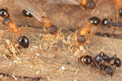 Parasitic ant species where every individual is a queen discovered in Japan