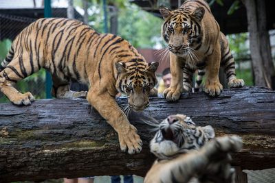 Thai authorities try to find out source of virus that killed 72 tigers at popular tourist parks