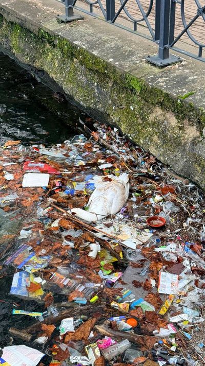 Dozens of swans found dead at London's Docklands - raising fears of bird flu outbreak