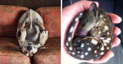 The Best Of Nature: 40 Stunning Animal Images Shared By This Page