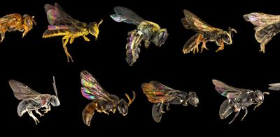 Science knows of 21,000 bee species. There are likely thousands more