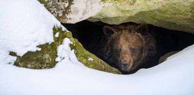Hibernating bears reveal clues to fighting muscle loss – new study