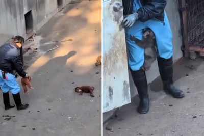 Punch the monkey clings to zoo keeper as they replace his surrogate mother with new toy