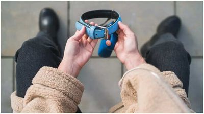 Stolen Dog Reunites with Family, Thanks To Chicago Community