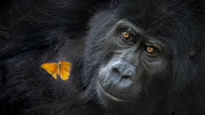 Beautiful gorilla and butterfly encounter wins top photo award – captured with 45.7MP full-frame camera sensor and world-best zoom