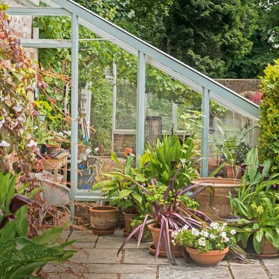 B&M is selling some of the most affordable mini-greenhouses I’ve seen – they’re perfect for tiny gardens