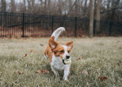 Vets Issue New Alert: “Pet-Safe” Fertilizers Are Sending Dogs to the ER