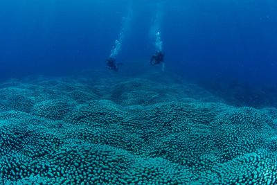 Citizen scientists discover a Great Barrier Reef coral giant ‘like a rolling meadow’