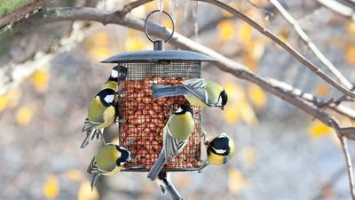How to feed the birds without encouraging rats — try this genius hack