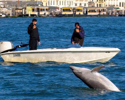 Humans – not Mimmo the dolphin – need managing in Venice lagoon, say scientists