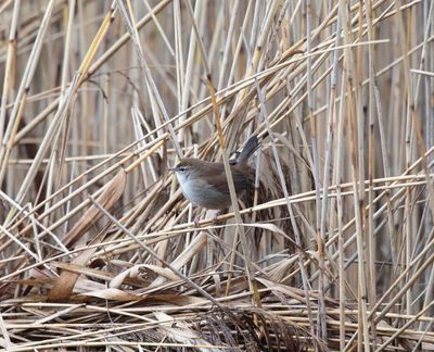 I did it. I actually saw a Cetti’s warbler