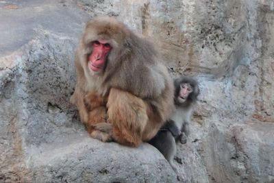 Punch The Monkey Is No Longer Alone! Japan Zoo Now Gets 6,000 Visitors Daily, All Wanting To See Him