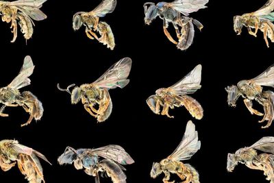 Fantastic bees and where to find them: Study reveals ‘treasure map’ of thousands of undiscovered species