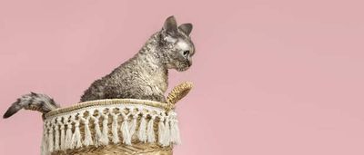 How Felines Memorize Daily Routines Better Than Humans