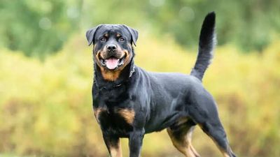 Do Street Dogs Remember Kind Humans Years Later?