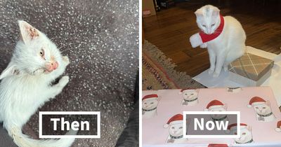 This Guy Thought He Was A “Dog Person” Until Rescue Kitten Lilo Changed His Mind