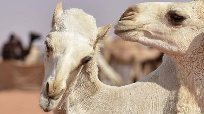 2026 Camel Beauty Show Festival: 20 Camels Disqualified from Competition after Botox and Fillers Detected