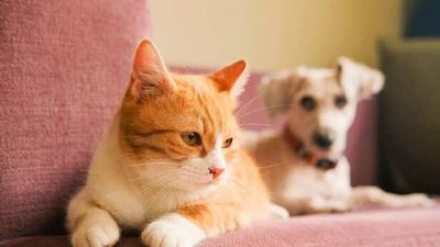 What do pets dream about? Do they dream of you?