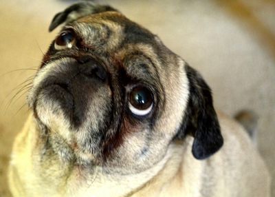 Vet's guide to seasonal dangers for pets: Essential tips for owners as spring looms