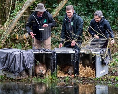 Lost species to be released as Labour seeks to stave off Greens’ election threat