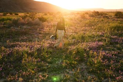 Death Valley erupts in wildflowers in sign of developing superbloom