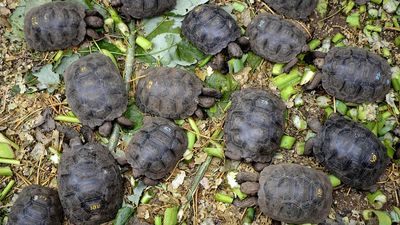 NASA satellite data and aerial imagery played a huge role in reintroducing descendants of extinct species of giant tortoise back to Galápagos Islands