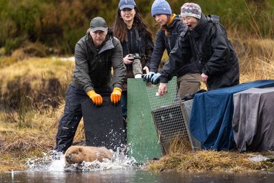 More beavers released in Highland glen in ‘wildlife success story’