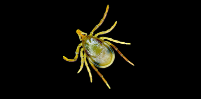 How can a tick bite cause a deadly meat allergy? An expert explains