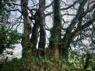 Country diary: A tale of two oak trees