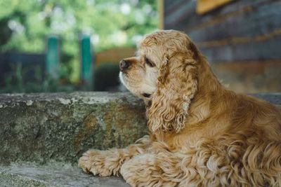 On The Brink Of Silence: 5 Dog Breeds The World Is Slowly Losing