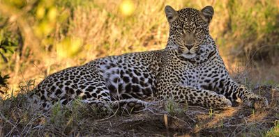 Leopards adapted to South Africa’s Cape so successfully that they’re genetically unique – study