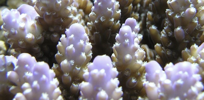 Lifting the lid on unknown coral microbiomes living in the Pacific ocean